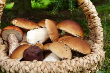 Tesserino per la raccolta funghi - annualità 2025