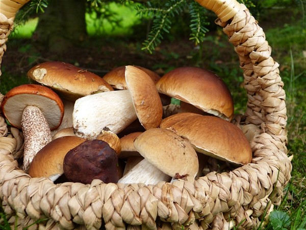 Tesserino per la raccolta funghi - annualità 2025